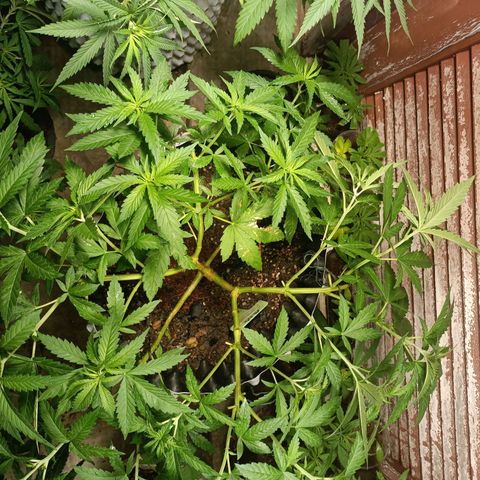 Oreoz growlog timeline photo