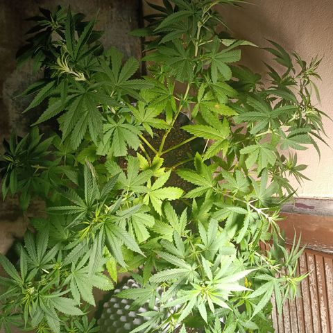 Oreoz growlog timeline photo
