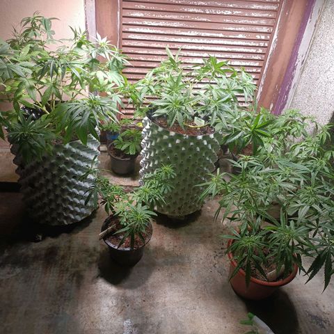 Oreoz growlog timeline photo
