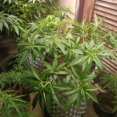 Oreoz growlog timeline photo