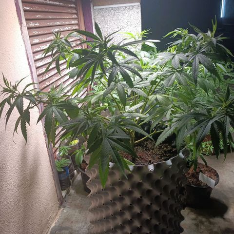Oreoz growlog timeline photo