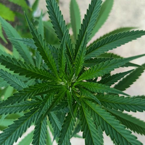 Oreoz growlog timeline photo