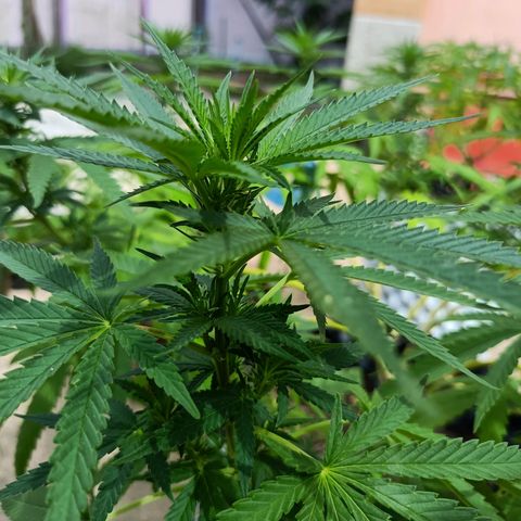 Oreoz growlog timeline photo