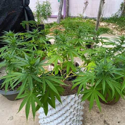 Oreoz growlog timeline photo