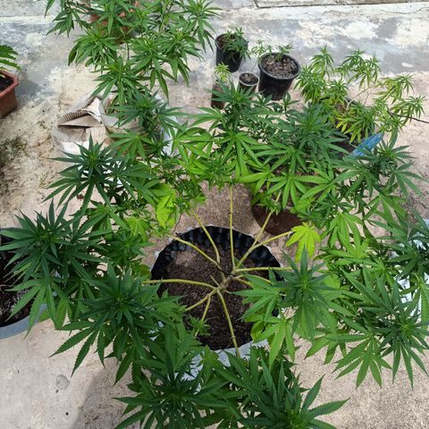 Oreoz growlog timeline photo