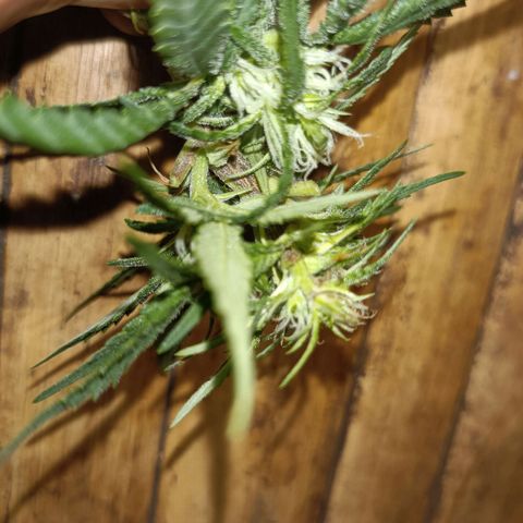 Oreoz growlog timeline photo