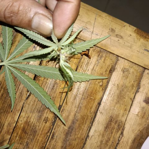 Oreoz growlog timeline photo