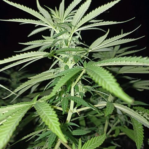Oreoz growlog timeline photo