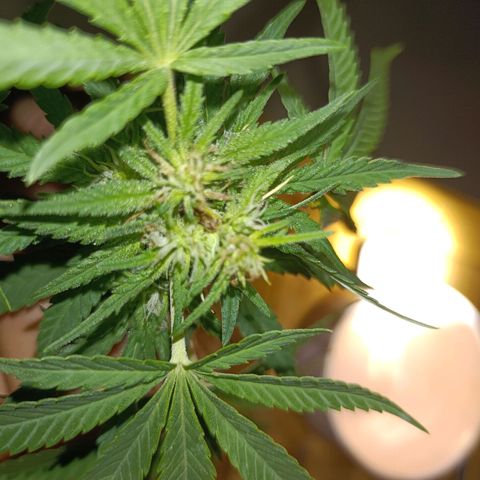 Oreoz growlog timeline photo