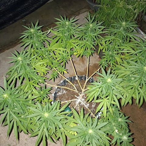 Oreoz growlog timeline photo