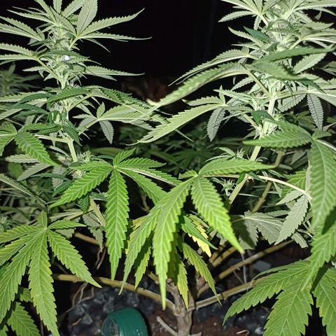 Oreoz growlog timeline photo