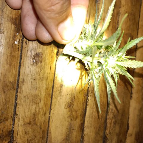 Oreoz growlog timeline photo