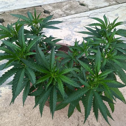 Oreoz growlog timeline photo