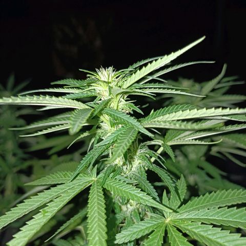 Oreoz growlog timeline photo