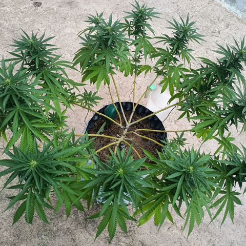 Oreoz growlog timeline photo