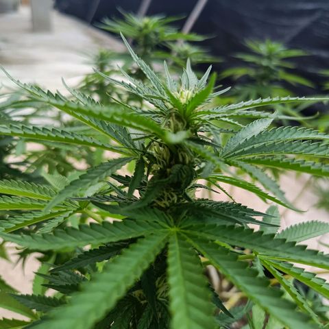 Oreoz growlog timeline photo