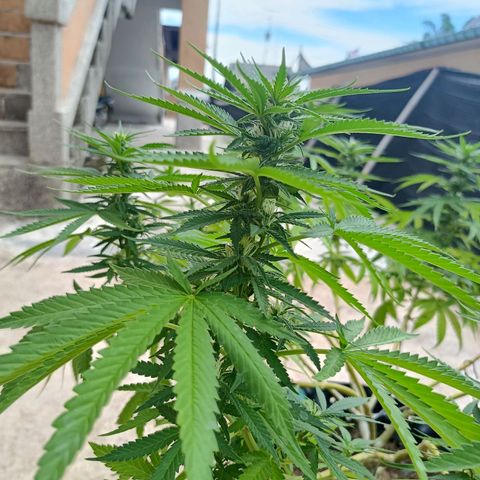 Oreoz growlog timeline photo