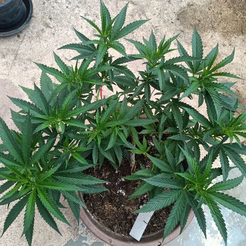 Oreoz growlog timeline photo