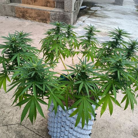Oreoz growlog timeline photo