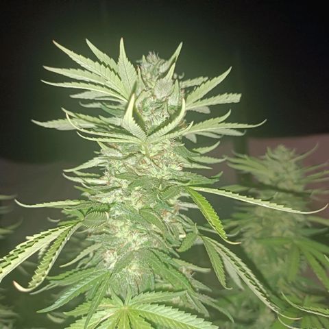 Oreoz growlog timeline photo