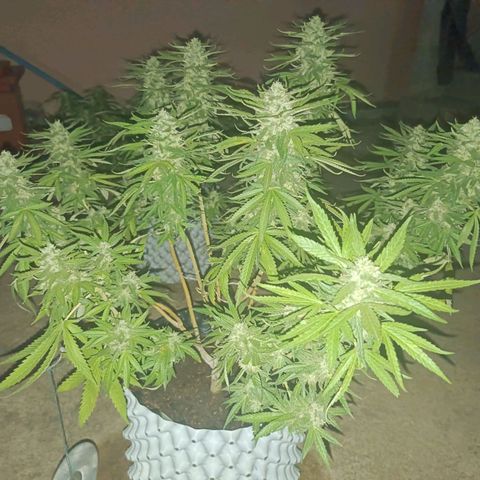 Oreoz growlog timeline photo