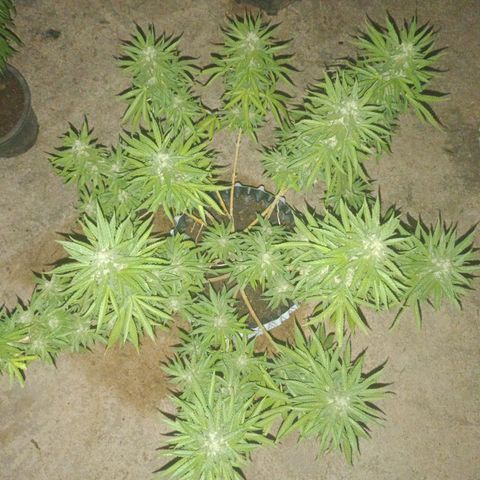 Oreoz growlog timeline photo