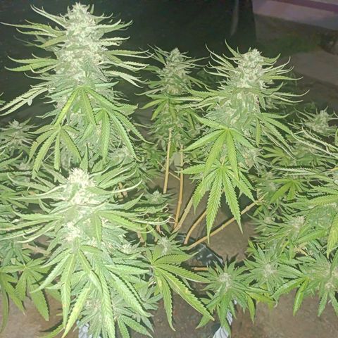 Oreoz growlog timeline photo