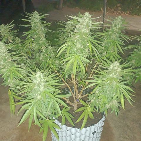 Oreoz growlog timeline photo