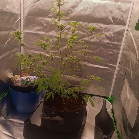 LSD--1st plant ever! growlog photo: Still drooping leaves from transplant yesterday but they have perked up