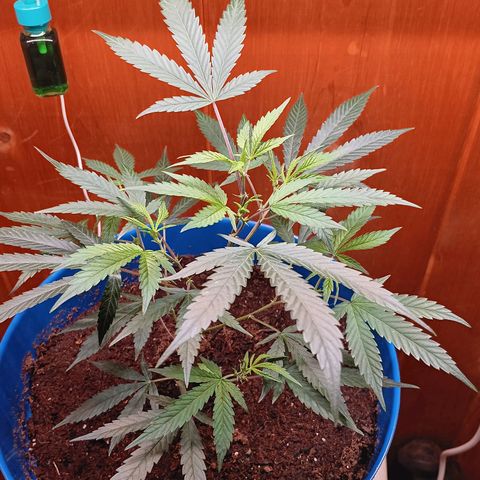 LSD--1st plant ever! growlog timeline photo