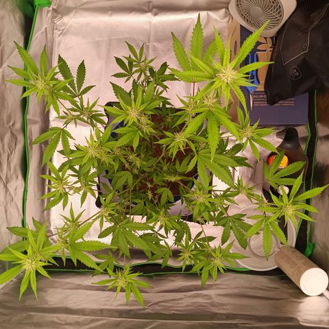 LSD--1st plant ever! growlog timeline photo