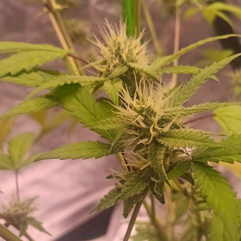LSD--1st plant ever! growlog photo: Leaves are not drooping anymore from the other day, some of the yellowing on the leaves have went away since adding nuits. Going to let dry out good before watering again. 