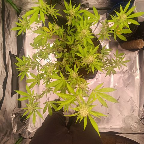 LSD--1st plant ever! growlog photo: Leaves are not drooping anymore from the other day, some of the yellowing on the leaves have went away since adding nuits. Going to let dry out good before watering again. 