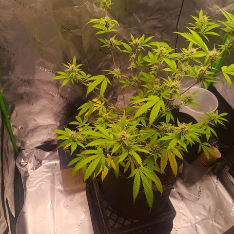 LSD--1st plant ever! growlog photo: Leaves are not drooping anymore from the other day, some of the yellowing on the leaves have went away since adding nuits. Going to let dry out good before watering again. 