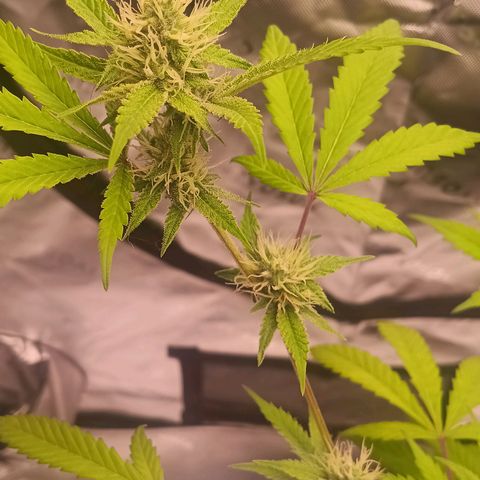 LSD--1st plant ever! growlog photo: Leaves are not drooping anymore from the other day, some of the yellowing on the leaves have went away since adding nuits. Going to let dry out good before watering again. 