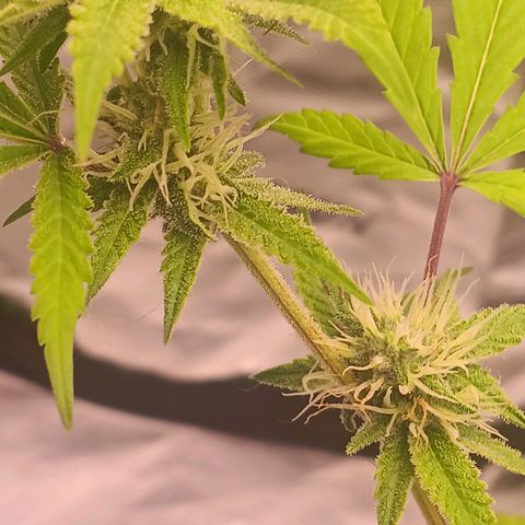 LSD--1st plant ever! growlog photo: Leaves are not drooping anymore from the other day, some of the yellowing on the leaves have went away since adding nuits. Going to let dry out good before watering again. 