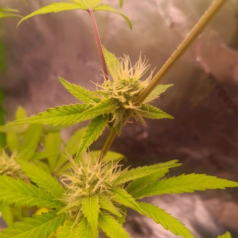LSD--1st plant ever! growlog photo: Leaves are not drooping anymore from the other day, some of the yellowing on the leaves have went away since adding nuits. Going to let dry out good before watering again. 