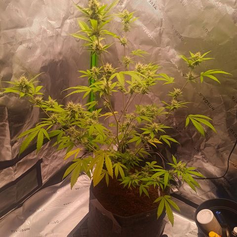 LSD--1st plant ever! growlog photo: Leaves are not drooping anymore from the other day, some of the yellowing on the leaves have went away since adding nuits. Going to let dry out good before watering again. 