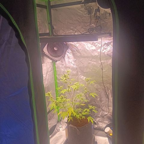 LSD--1st plant ever! growlog photo: Left is 3x3 green hut grow tent (new light in on Thursday will take updated photos. Flower tent just got a couple days ago. 4x4 vivosun. Currently have 19 and 14 watt in veg currently. 360 watt farmlite in flowering tent. 