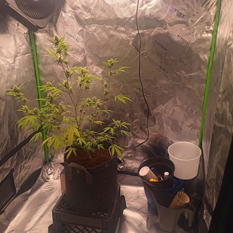 LSD--1st plant ever! growlog photo: Left is 3x3 green hut grow tent (new light in on Thursday will take updated photos. Flower tent just got a couple days ago. 4x4 vivosun. Currently have 19 and 14 watt in veg currently. 360 watt farmlite in flowering tent. 