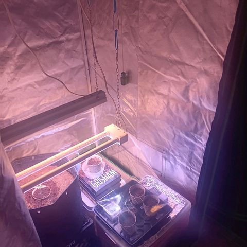 LSD--1st plant ever! growlog photo: Left is 3x3 green hut grow tent (new light in on Thursday will take updated photos. Flower tent just got a couple days ago. 4x4 vivosun. Currently have 19 and 14 watt in veg currently. 360 watt farmlite in flowering tent. 
