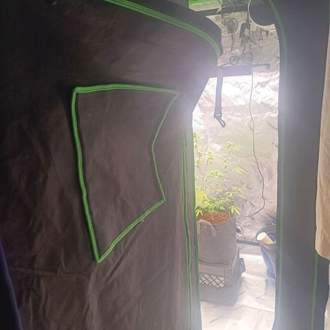 LSD--1st plant ever! growlog photo: Left is 3x3 green hut grow tent (new light in on Thursday will take updated photos. Flower tent just got a couple days ago. 4x4 vivosun. Currently have 19 and 14 watt in veg currently. 360 watt farmlite in flowering tent. 