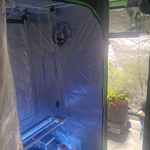 LSD--1st plant ever! growlog photo: Left is 3x3 green hut grow tent (new light in on Thursday will take updated photos. Flower tent just got a couple days ago. 4x4 vivosun. Currently have 19 and 14 watt in veg currently. 360 watt farmlite in flowering tent. 