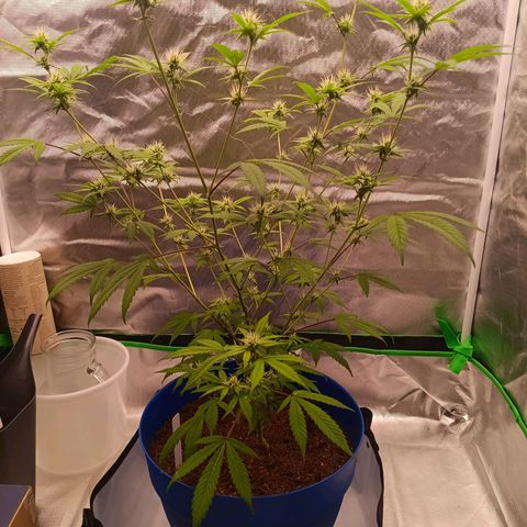 LSD--1st plant ever! growlog photo: Started in a small closet, march 23rd got 3x3 tent, 2x 5gallon w/drip tray and coco, hygrometer/thermometer, 4inch air filtration melonfarm, shears, peat pots. On 4/3 got 360 watt farmlite growlight, 5x 7gallon mesh pots. Closet used for starting seeds. Got 4x4 tent (vivosun!!) on 4/13 for flowering and  turned 3x3 into veg tent. Yay! More space for more bud! Ordered new light for veg tent, supposed to be here 4/17. 