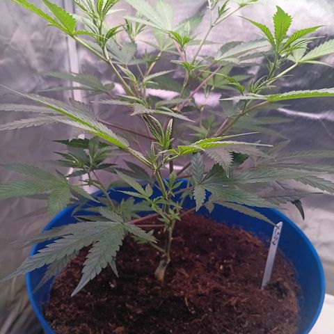 LSD--1st plant ever! growlog photo: Started in a small closet, march 23rd got 3x3 tent, 2x 5gallon w/drip tray and coco, hygrometer/thermometer, 4inch air filtration melonfarm, shears, peat pots. On 4/3 got 360 watt farmlite growlight, 5x 7gallon mesh pots. Closet used for starting seeds. Got 4x4 tent (vivosun!!) on 4/13 for flowering and  turned 3x3 into veg tent. Yay! More space for more bud! Ordered new light for veg tent, supposed to be here 4/17. 