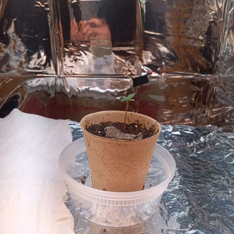 LSD--1st plant ever! growlog photo: Started in a small closet, march 23rd got 3x3 tent, 2x 5gallon w/drip tray and coco, hygrometer/thermometer, 4inch air filtration melonfarm, shears, peat pots. On 4/3 got 360 watt farmlite growlight, 5x 7gallon mesh pots. Closet used for starting seeds. Got 4x4 tent (vivosun!!) on 4/13 for flowering and  turned 3x3 into veg tent. Yay! More space for more bud! Ordered new light for veg tent, supposed to be here 4/17. 