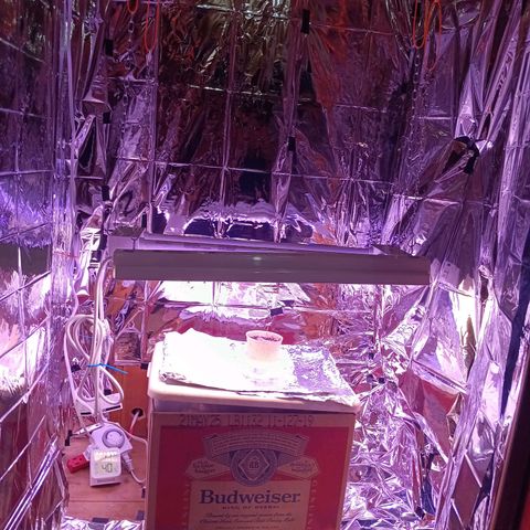 LSD--1st plant ever! growlog photo: Started in a small closet, march 23rd got 3x3 tent, 2x 5gallon w/drip tray and coco, hygrometer/thermometer, 4inch air filtration melonfarm, shears, peat pots. On 4/3 got 360 watt farmlite growlight, 5x 7gallon mesh pots. Closet used for starting seeds. Got 4x4 tent (vivosun!!) on 4/13 for flowering and  turned 3x3 into veg tent. Yay! More space for more bud! Ordered new light for veg tent, supposed to be here 4/17. 