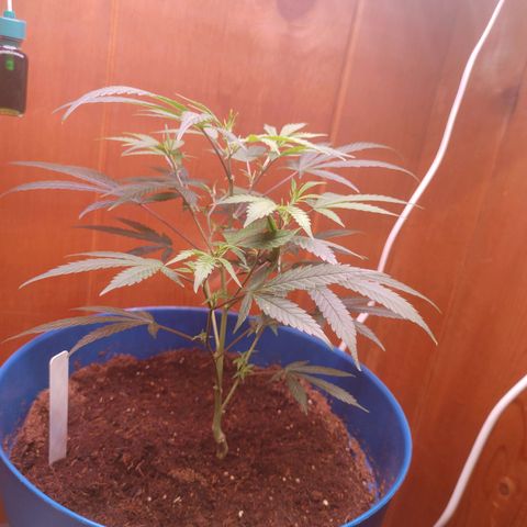 LSD--1st plant ever! growlog photo: Started in a small closet, march 23rd got 3x3 tent, 2x 5gallon w/drip tray and coco, hygrometer/thermometer, 4inch air filtration melonfarm, shears, peat pots. On 4/3 got 360 watt farmlite growlight, 5x 7gallon mesh pots. Closet used for starting seeds. Got 4x4 tent (vivosun!!) on 4/13 for flowering and  turned 3x3 into veg tent. Yay! More space for more bud! Ordered new light for veg tent, supposed to be here 4/17. 