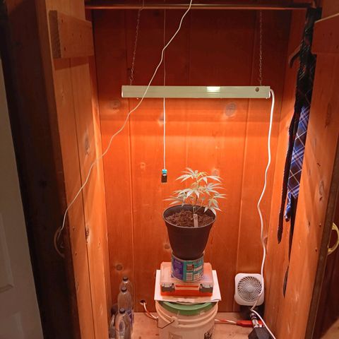 LSD--1st plant ever! growlog photo: Started in a small closet, march 23rd got 3x3 tent, 2x 5gallon w/drip tray and coco, hygrometer/thermometer, 4inch air filtration melonfarm, shears, peat pots. On 4/3 got 360 watt farmlite growlight, 5x 7gallon mesh pots. Closet used for starting seeds. Got 4x4 tent (vivosun!!) on 4/13 for flowering and  turned 3x3 into veg tent. Yay! More space for more bud! Ordered new light for veg tent, supposed to be here 4/17. 