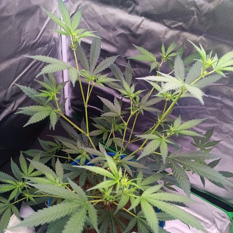 LSD--1st plant ever! growlog photo: Started in a small closet, march 23rd got 3x3 tent, 2x 5gallon w/drip tray and coco, hygrometer/thermometer, 4inch air filtration melonfarm, shears, peat pots. On 4/3 got 360 watt farmlite growlight, 5x 7gallon mesh pots. Closet used for starting seeds. Got 4x4 tent (vivosun!!) on 4/13 for flowering and  turned 3x3 into veg tent. Yay! More space for more bud! Ordered new light for veg tent, supposed to be here 4/17. 